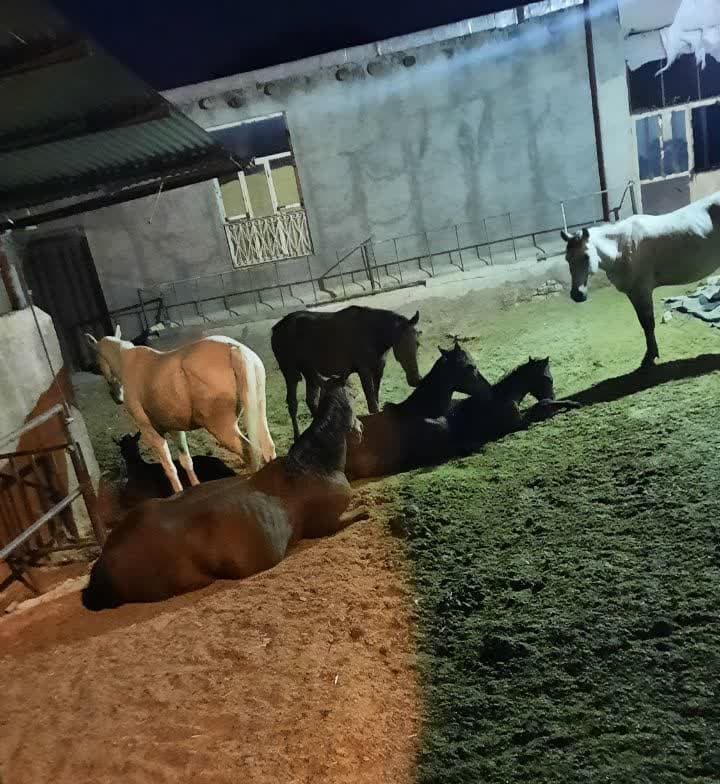 باشگاه سوار کاری دبستان معراج